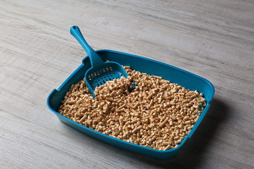 Kedi Bakımında Devrim Yaratan Kum Deneyimi