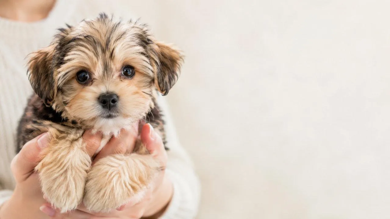 Morkie Yavru Sahiplenme ve Satılık İlanları